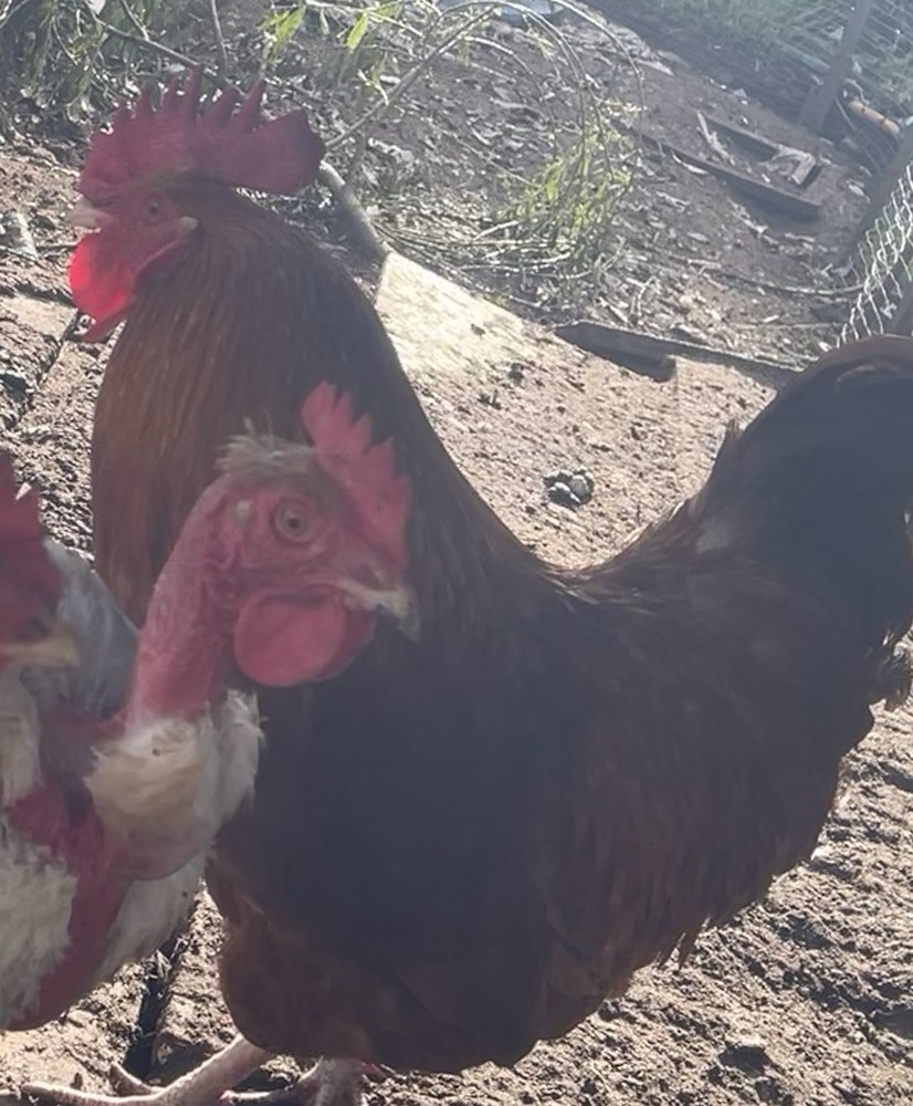 Back yard mix hatching eggs