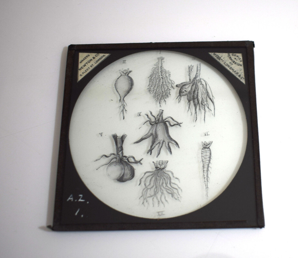 VICTORIAN PLANT STUDY ROOT TYPES C1890 ANTIQUE Magic Lantern Slide ILLUSTRATION