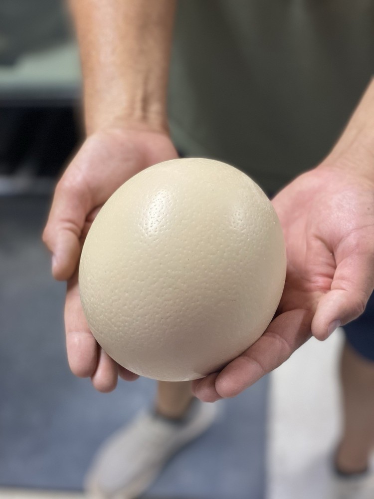 Ostrich Egg (eating)