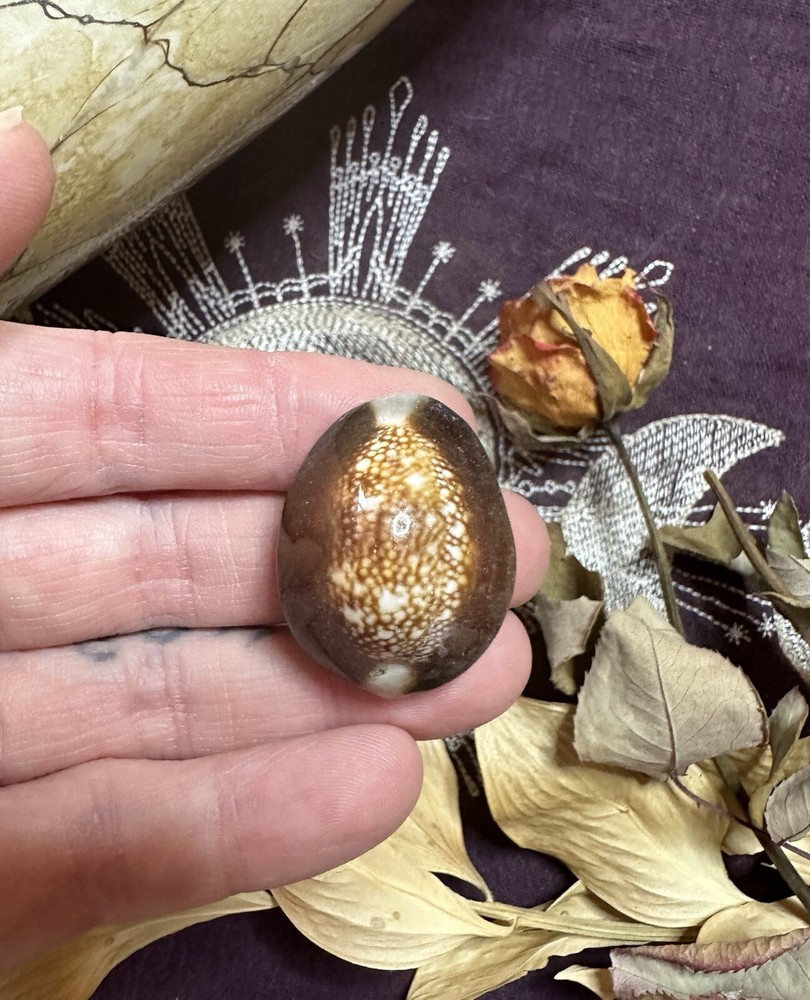 Three Snakehead Cowrie Shells, Divination, .5 - 1 Inch, Metaphysical