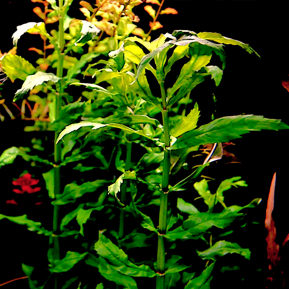 Pogostemon Sampsonii