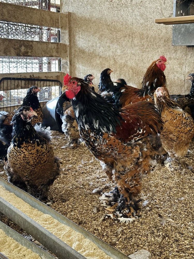 12++ Porcelain Brahma Hatching Eggs