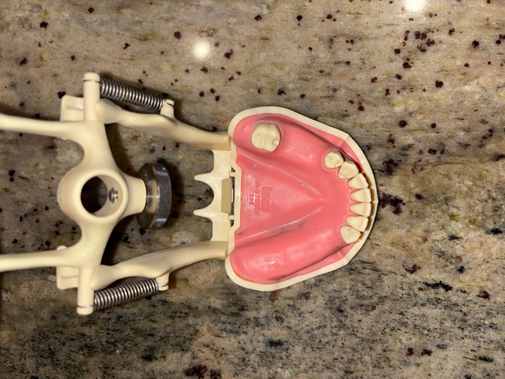 RPD/Partially Edentulous Typodont
