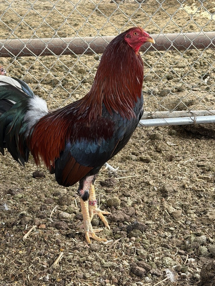 6 hatching eggs pure