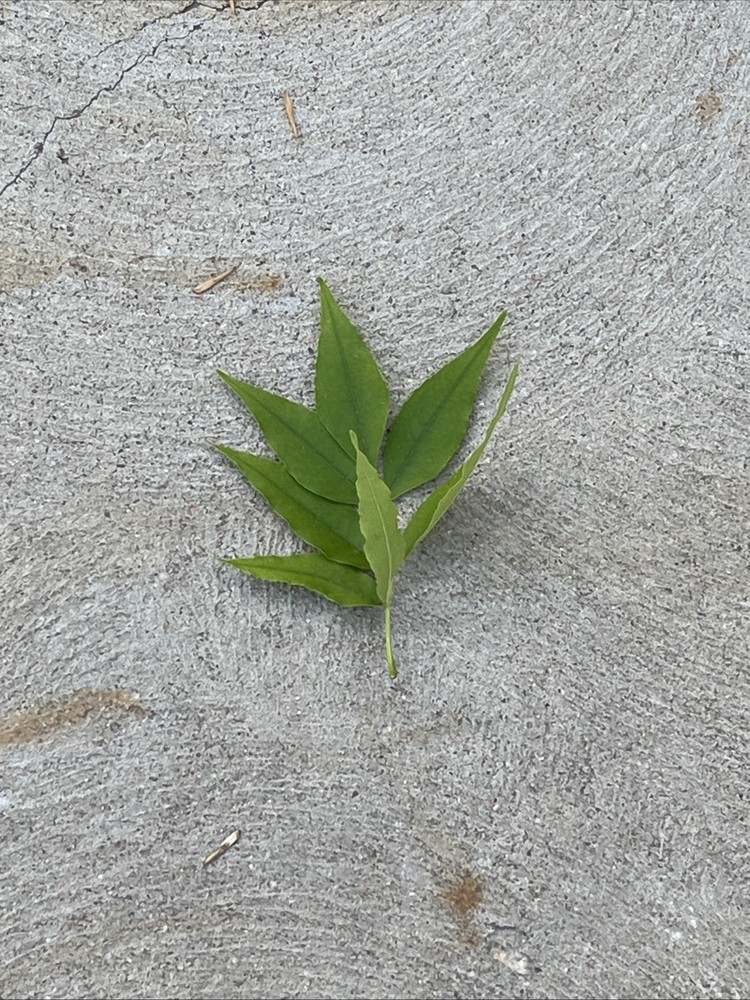 Leaf