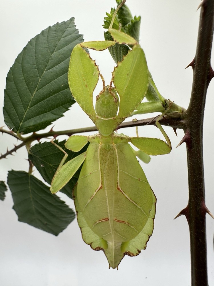 phyllium philippinicum 1ct Live Feeder Insect (PLEASE READ DESCRIPTION)