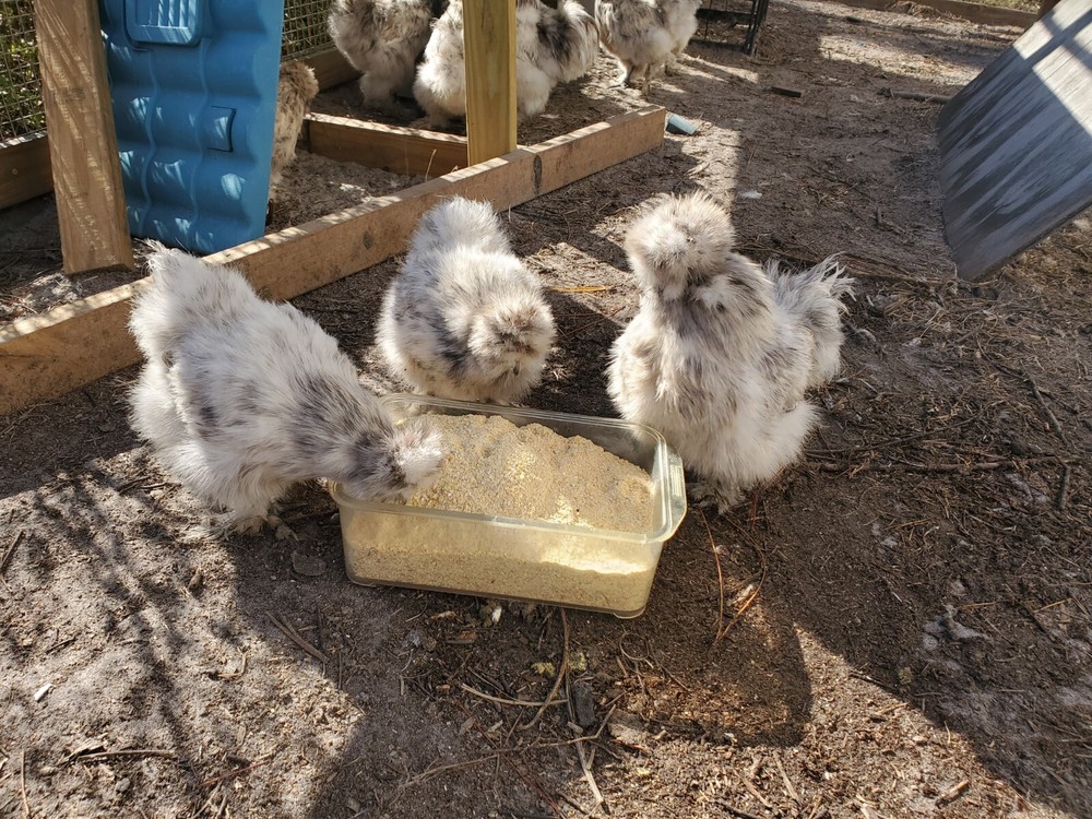 5 VERY RARE SPLASH SILKIE- Bantam HATCHING CHICKEN EGGS