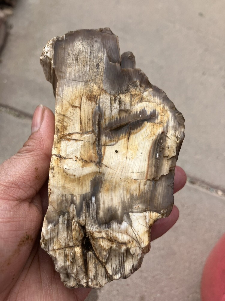 Petrified Wood , Fluorescent Under UV Light