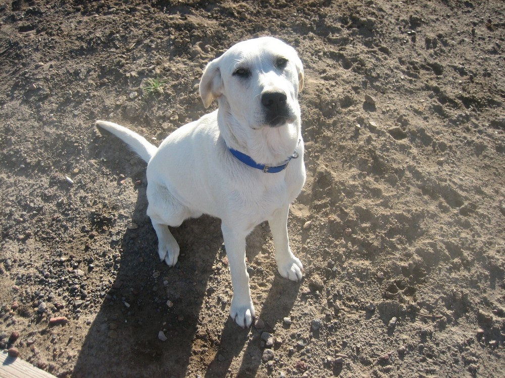 SNAP-ON 15" RATCHET 1/2"