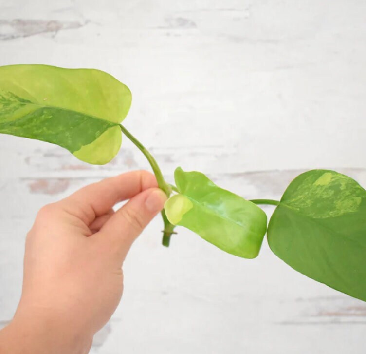 Add On- Special order for Top Cutting- Customize your cutting-,CANNOT be purcha