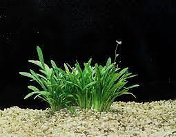 Dwarf Sagittaria (Subulata) Bundle
