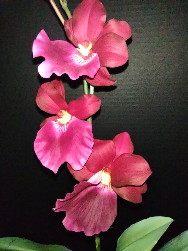 ARTIFICIAL miltoniopsis orchid plant FUCHSIA
