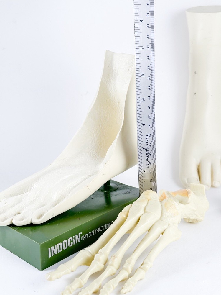 Merck Sharpe & Dome Anatomic Foot Model