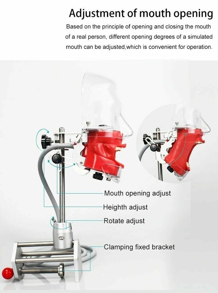 Dental Simulator Phantom Head Model for Dental Education Training Practice