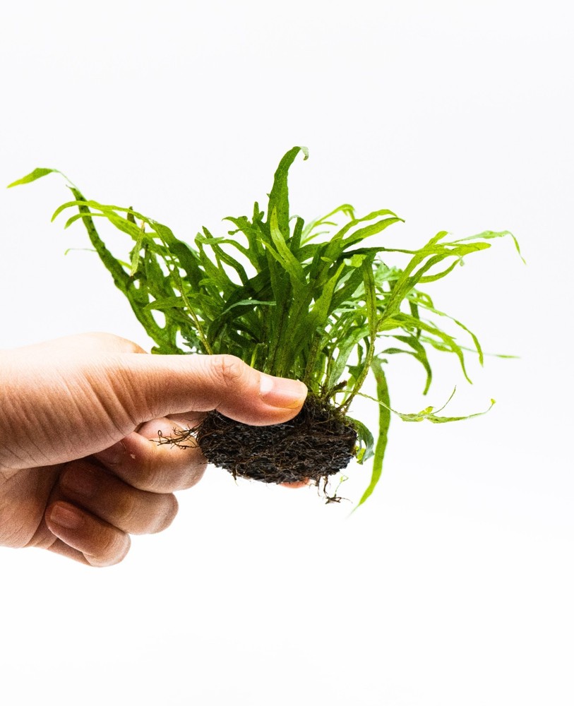 Java Fern 'Trident' – Live Aquarium Plant on Nutripad