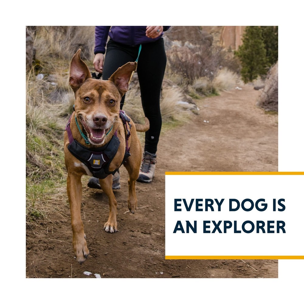 , Web Master, Multi-Use Support Dog Harness, Hiking and Trail Running, Servic...