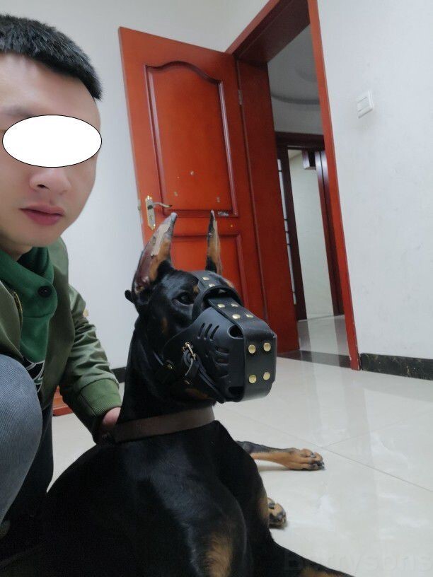 Cowhide Dog Muzzle Basket Medium and Large