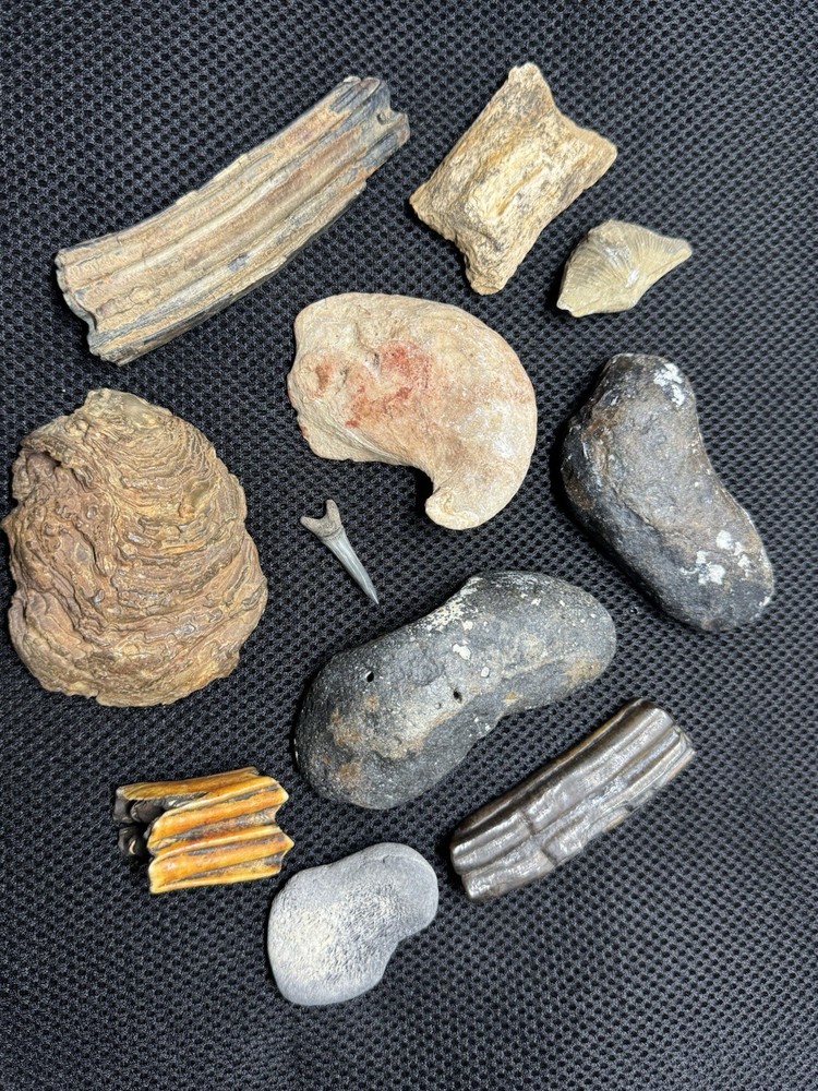 fossil collection lot From Southeastern Us