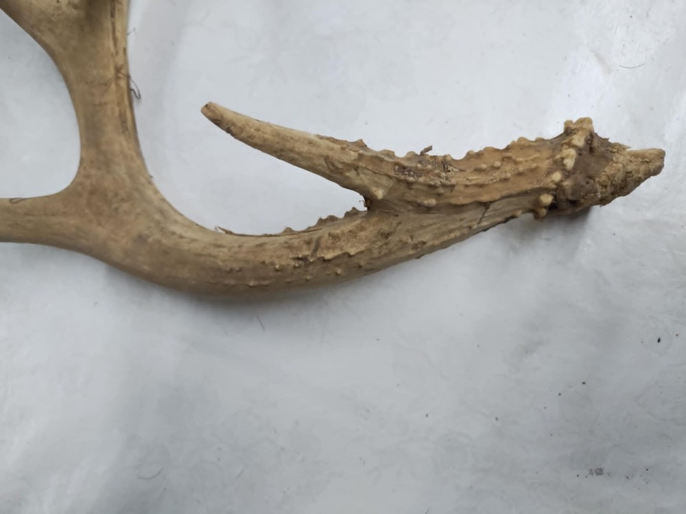 Whitetail Antlers cut offs #5