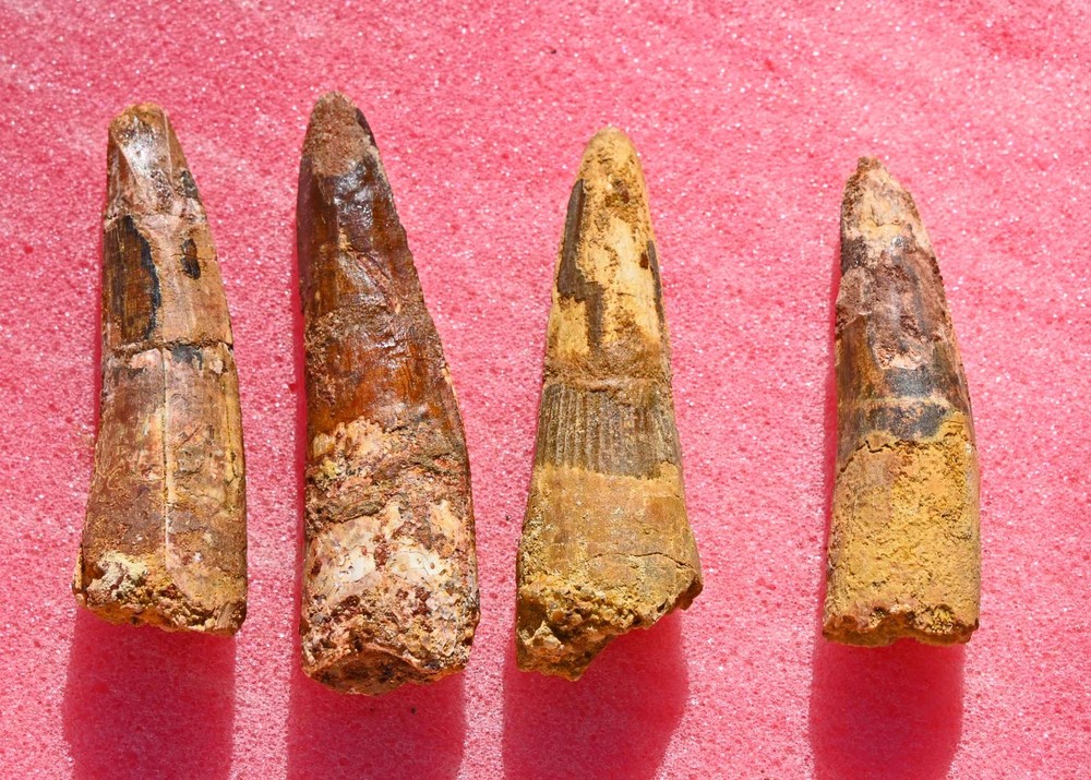 FOUR Spinosaurus teeth from Morocco
