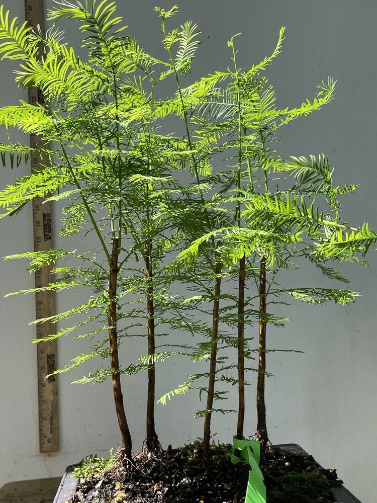 5 Tree Bald Cypress - Forest Bonsai