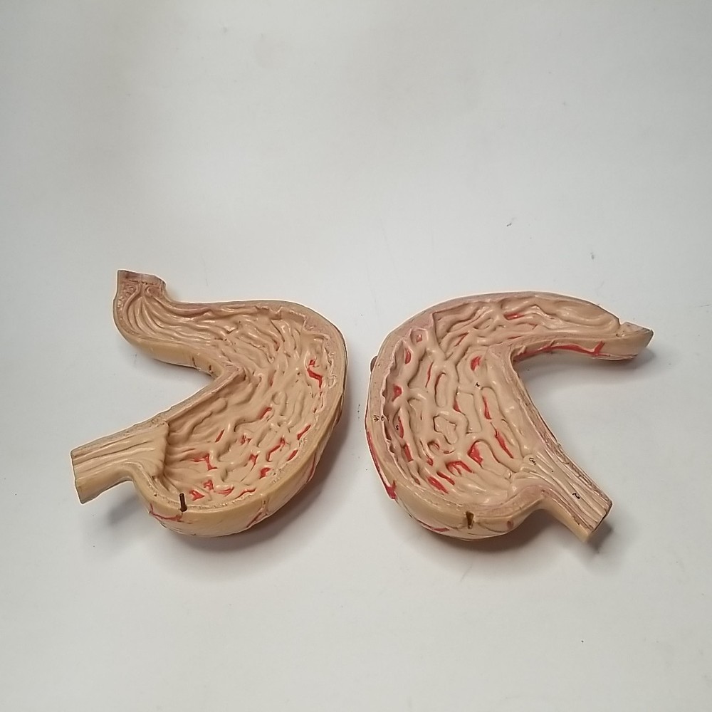 Scientific Human Stomach Model, 2 part