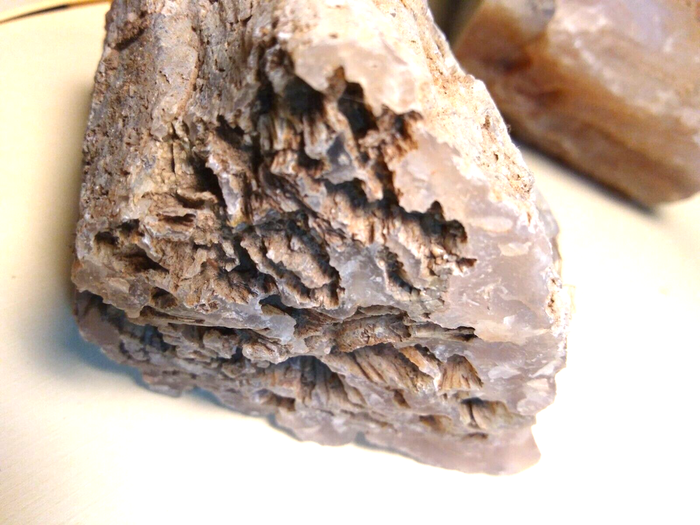 Petrified Wood Limb Casts
