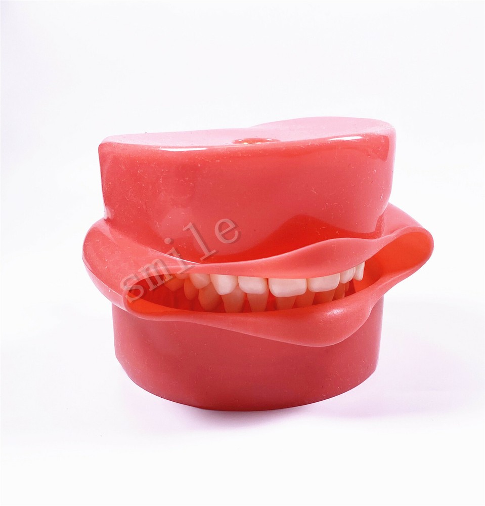 Dental Typodont Practice Removable Teeth Model Soft Gum + Simulation Cheek