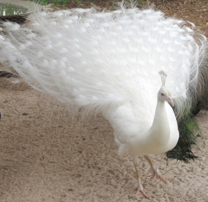 *5* Peacock Peafowl Hatching Eggs Variety Pack! *Ready Now* *NPIP*