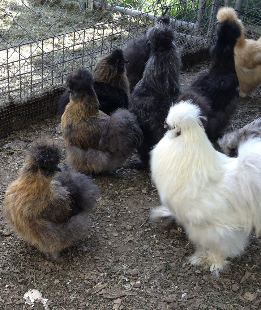 SQ Bearded Silkie Hatching Eggs (dozen)