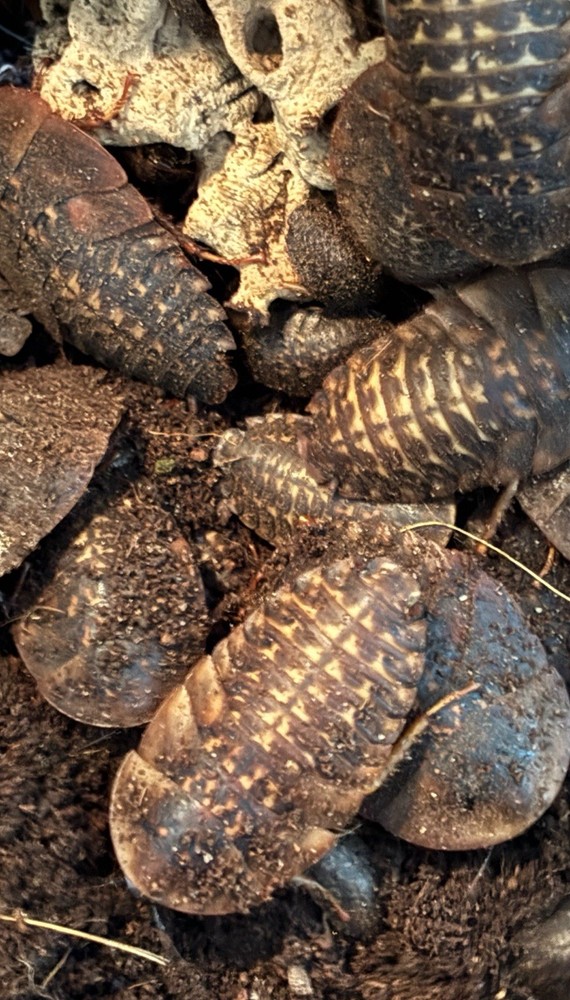 Giant Cave Roaches - 12 ct Mixed Sizes