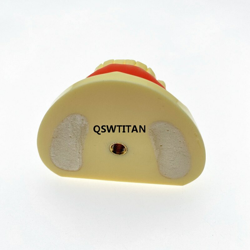 Teeth Model Implant Practice For incision drilling Practices Dental Study Model