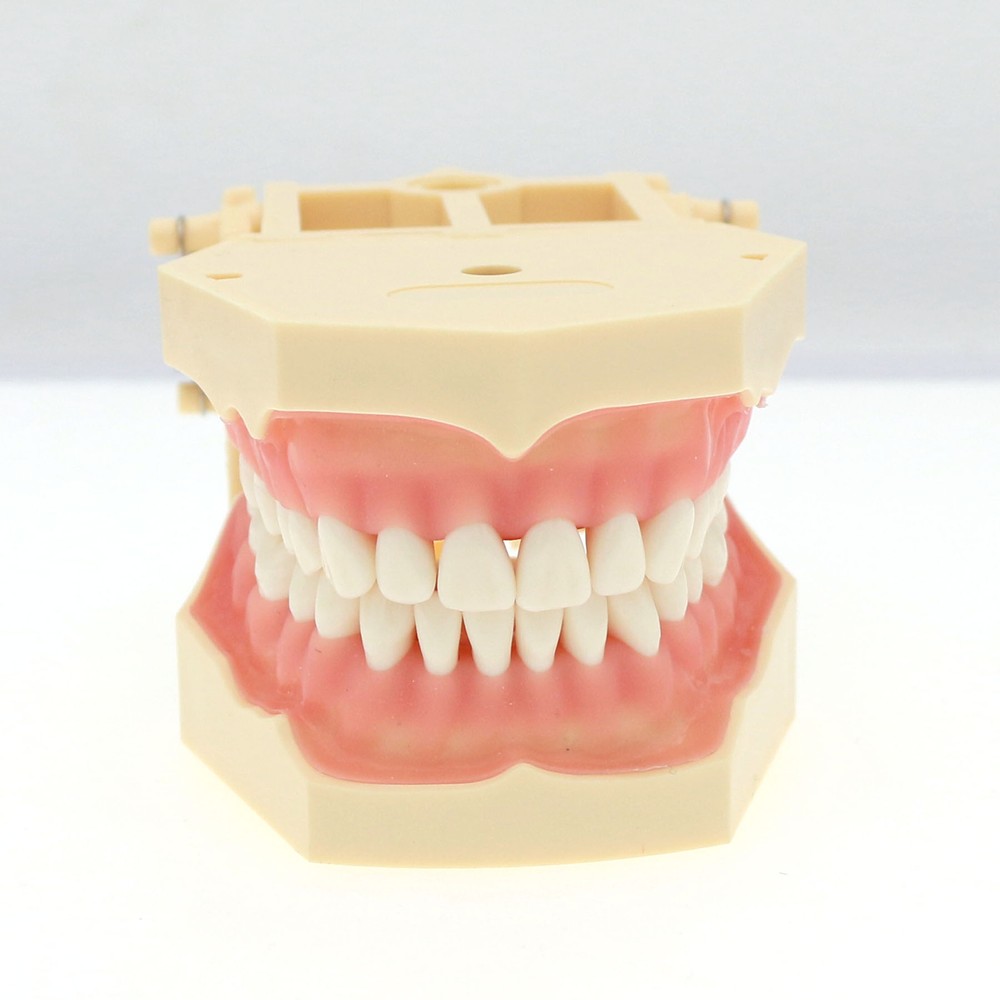 Frasaco AG3 Compatible Typodont 32 Type Screw-In Teeth & Restorative Simulation