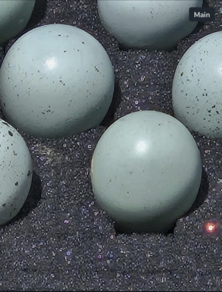 🥚 12 Celadon Quail Hatching Eggs