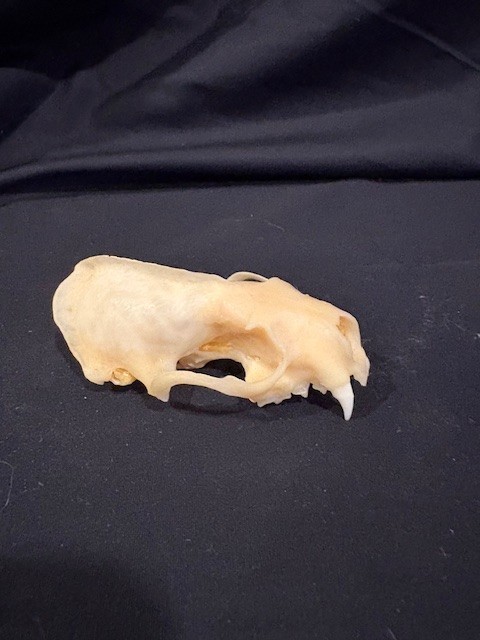 Real Weasel Skull, no lower jaw