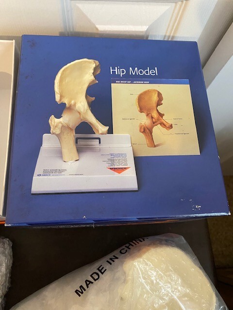 Merck Vioxx Hip Model Anatomic Hip Display Model