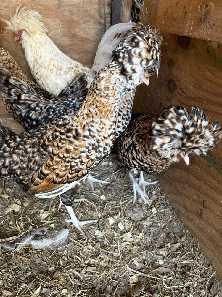 8 Candy Corn Polish Hatching Eggs** UPS FedEx USPS*