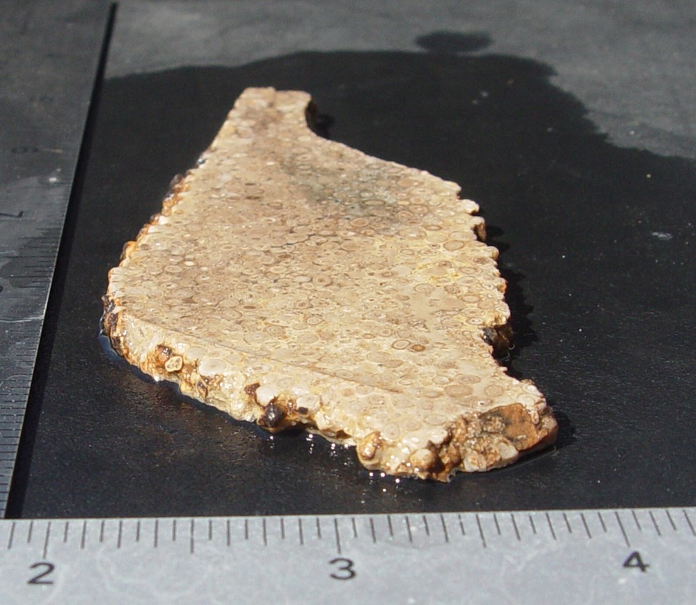 Oolite Lapidary Slab T1211
