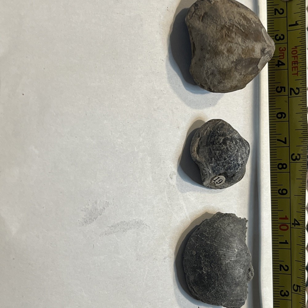 Brachiopod fossil Lot Various #7