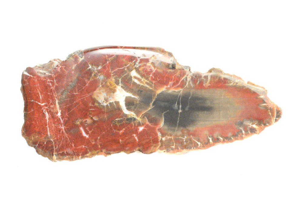 Petrified Wood Circle Cliffs Utah Polished
