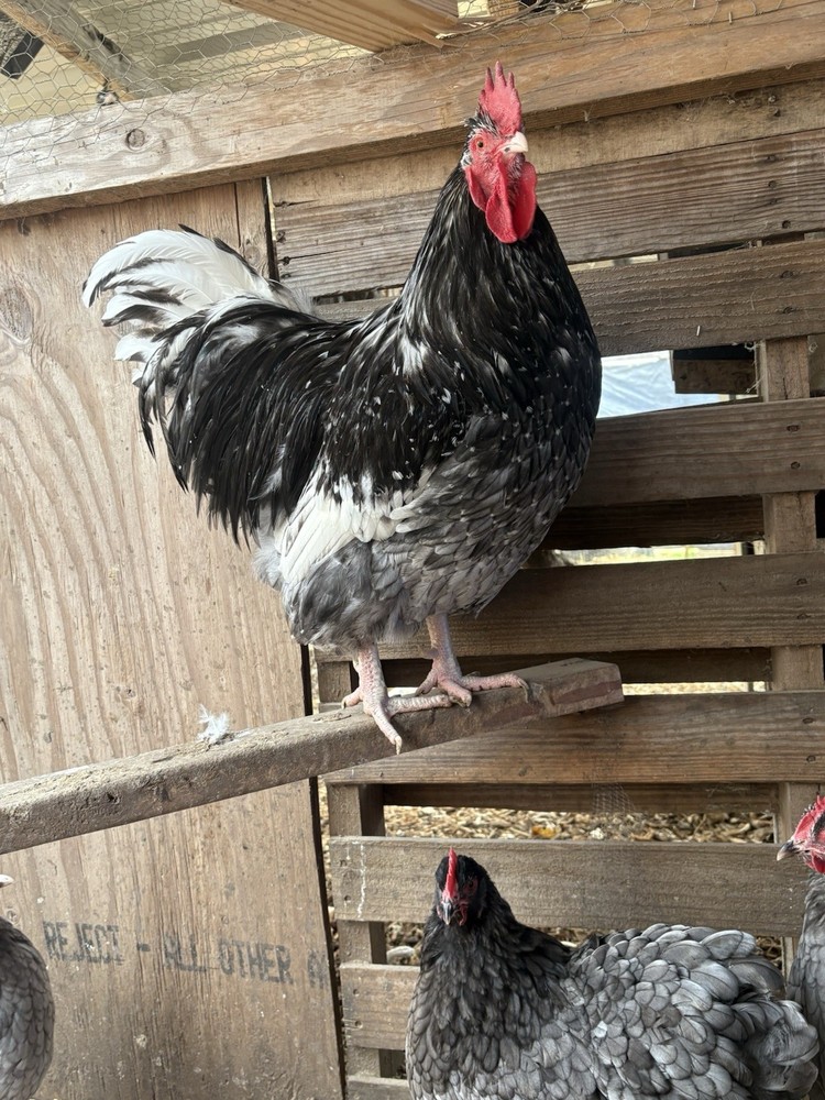 6 Blue Mottled English Orpington Hatching Eggs**