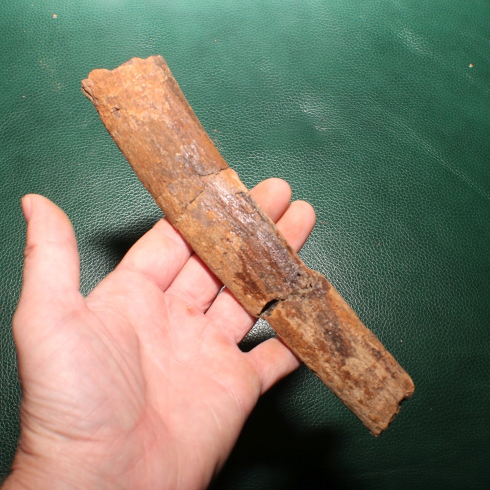 Dinosaur Rib Section Bone Authentic Fossil - Hell Creek Formation BEAUTIFUL