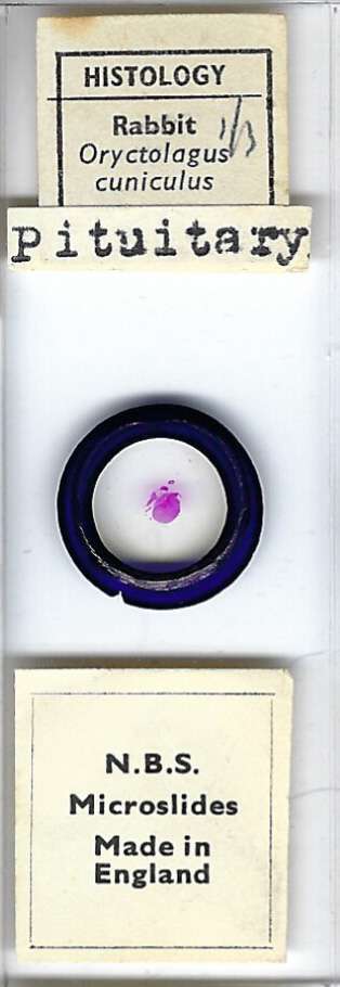 Rabbit Oryctolagus cuniculus Pituitary Microscope Slide