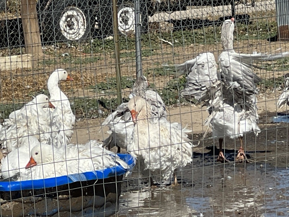 Sebastopol Goose Hatching Eggs