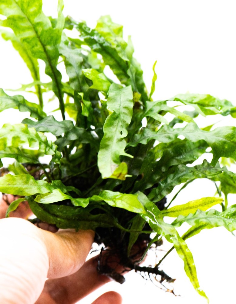Java Fern 'Fork Leaf' on Nutripad - Rare Live Aquatic Plant