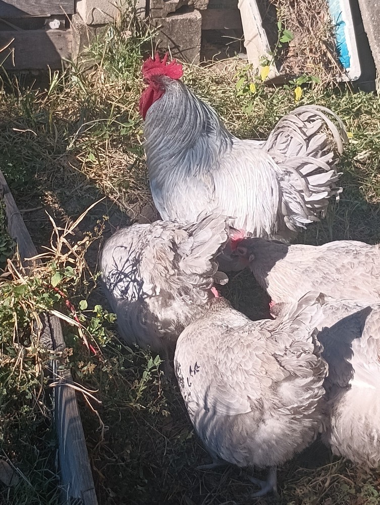**RARE**(6) Lavender Orpington Hatching Eggs