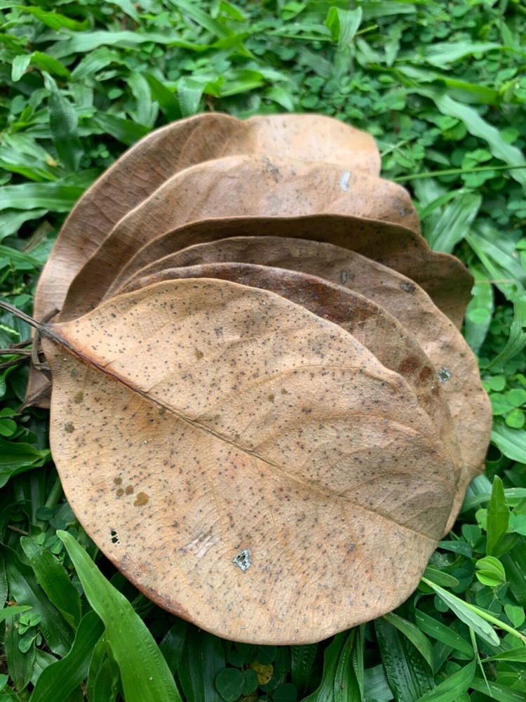 Jack Leaves