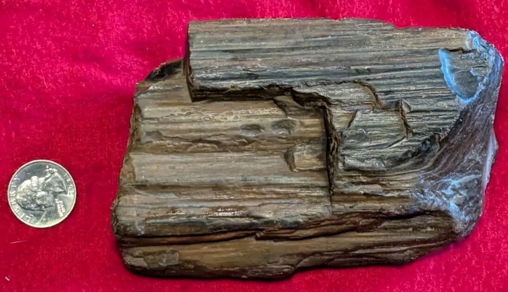 2 Lb Petrified Wood