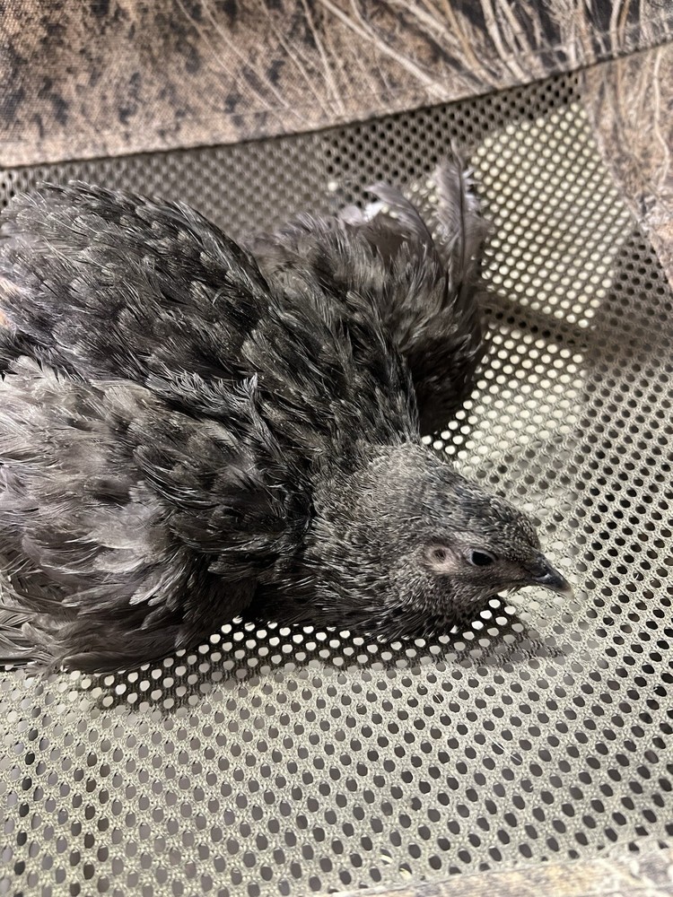 48 Mix All Rare Quail Hatching Eggs