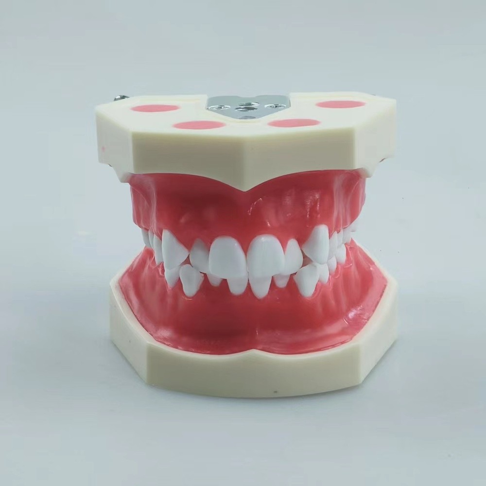New Reusable Dental Practical Training Model/typodont/orthodontics Wax Model